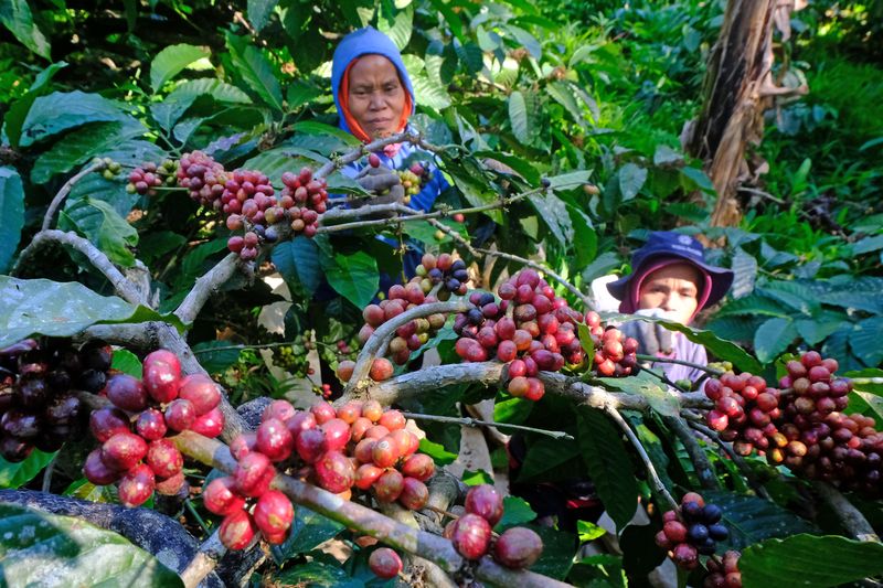 Petani memanen kopi Robusta petik merah di Desa Kali Banger, Gemawang, Temanggung, Jawa Tengah, Kamis (20/7/2023). Harga biji kopi Robusta basah saat ini melonjak menjadi Rp11.500 per kilogram dari harga tahun lalu yang hanya Rp7.000 per kilogram, yang menurut pedagang harga tersebut merupakan termahal sepanjang sejarah kopi di Indonesia. ANTARA FOTO/Anis Efizudin/rwa.