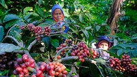 Menurut pedagang harga tersebut merupakan termahal sepanjang sejarah kopi di Indonesia.   