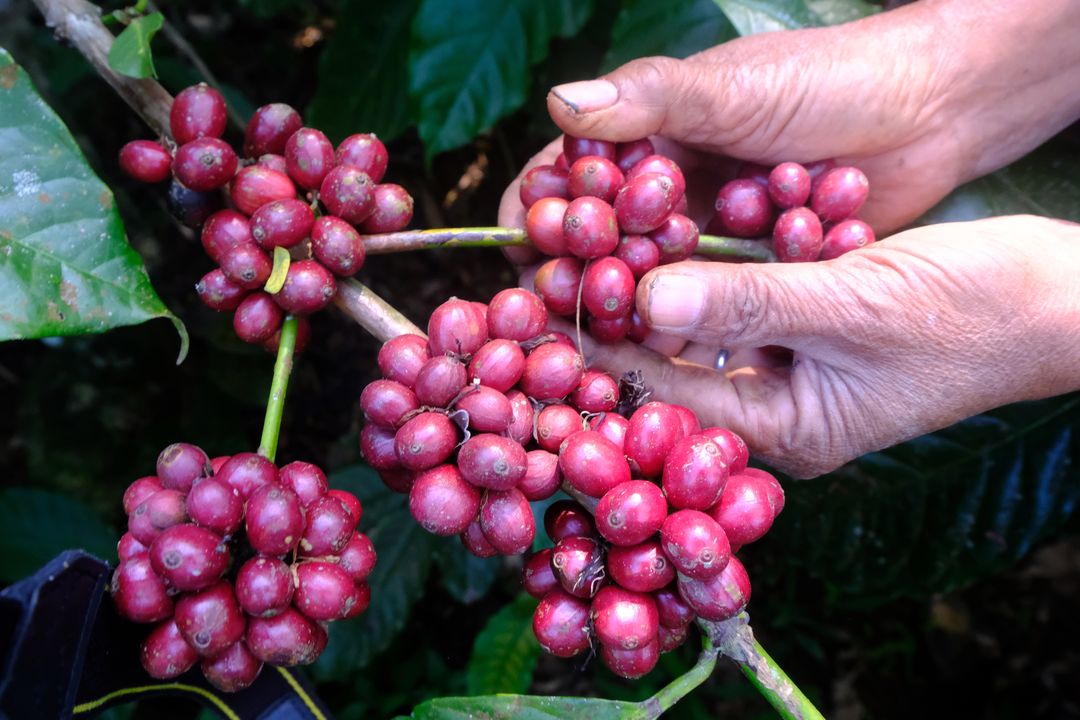 Petani memanen kopi Robusta petik merah di Desa Kali Banger, Gemawang, Temanggung, Jawa Tengah, Kamis (20/7/2023). Harga biji kopi Robusta basah saat ini melonjak menjadi Rp11.500 per kilogram dari harga tahun lalu yang hanya Rp7.000 per kilogram, yang menurut pedagang harga tersebut merupakan termahal sepanjang sejarah kopi di Indonesia. ANTARA FOTO/Anis Efizudin/rwa.