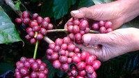 Petani memanen kopi Robusta petik merah di Desa Kali Banger, Gemawang, Temanggung, Jawa Tengah, Kamis (20/7/2023).  