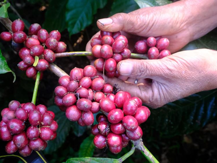 Kopi Robusta Tembus Rp 11 Ribu/Kg Termahal Sepanjang Sejarah RI