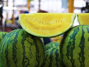 5 Fakta Semangka Kuning yang Segar Manis Seperti Semangka Merah
