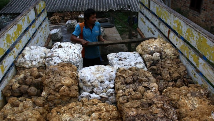 Pekerja menata bantalan getah karet dalam truk di lapak karet Mesuji, Ogan Komering Ilir, Sumatera Selatan, Kamis (20/7/2023). Pengepul mengaku banyaknya lahan karet yang beralih fungsi menjadi lahan sawit di daerah tersebut mengakibatkan pasokan getah karet dari petani sejak tiga tahun terakhir terus menurun dari biasanya menampung hingga 30 ton getah karet per minggu saat ini menjadi 10 ton per minggu. ANTARA FOTO/Budi Candra Setya/rwa.
