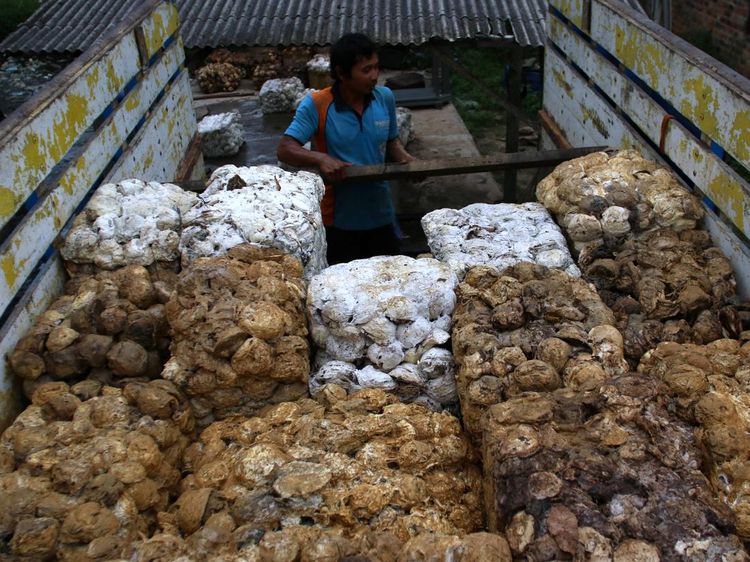 Alih Fungsi Lahan Bikin Produksi Getah Karet Menurun