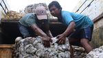 Alih Fungsi Lahan Bikin Produksi Getah Karet Menurun