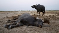 Seekor kerbau tergeletak di tanah akibat suhu tinggi di distrik Al-Mishkhab, di pinggiran Najaf, Irak. Selain itu, dampak El Nino lainnya termasuk siklon tropis berbahaya di Pasifik. Termasuk pemutihan masif terumbu karang yang rapuh. REUTERS/Alaa Al-Marjani