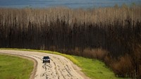 Sebuah mobil melewati pohon-pohon yang hangus di East Prairie Metis Settlement, Alberta. Namun, El Nino juga bisa memperburuk kekeringan parah, gelombang panas, dan kebakaran hutan di Australia, Indonesia, sebagian wilayah Asia selatan, Amerika Tengah, dan Amerika Selatan bagian utara. AP/Noah Berger