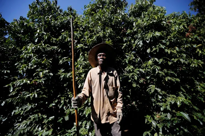 Budaya Minum Kopi di Amerika Awalnya Diperkenalkan oleh Orang Afrika