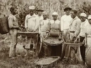 Budaya Minum Kopi di Amerika Awalnya Diperkenalkan oleh Orang Afrika