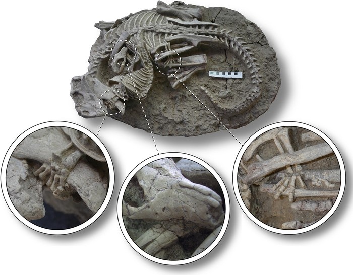 fosil mamalia memburu dinosaurus