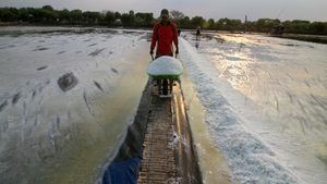 Cuaca Tak Menentu, Bikin Kualitas Garam di Sidoarjo Turun