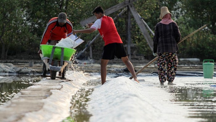 Petambak memanen garam di Desa Tambak Cemandi, Sedati, Sidoarjo, Jawa Timur, Jumat (21/7/2023). Petambak garam di kawasan tersebut mulai bisa menghasilkan garam meskipun kualitasnya kurang baik akibat cuaca yang tidak menentu. ANTARA FOTO/Umarul Faruq/nym.