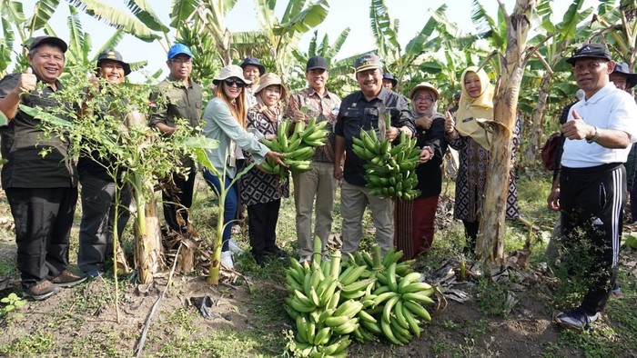 Perkebunan pisang di Losari, Brebes.