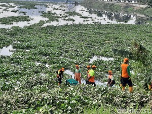 Petugas DLH DKI Cerita Kendala Bersihkan Eceng Gondok dari Waduk Pluit