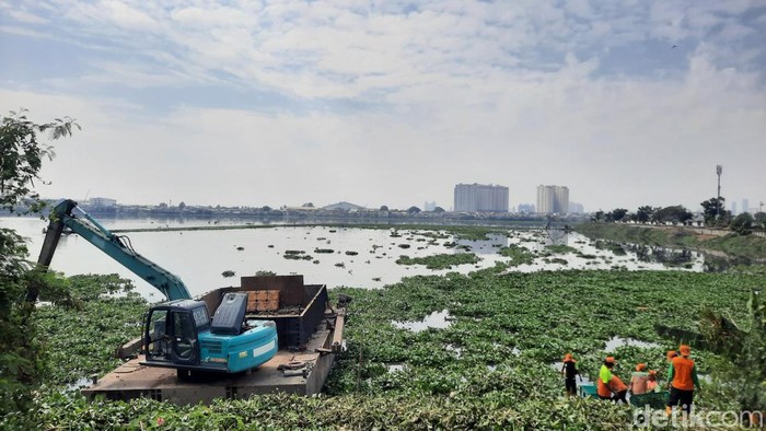 Petugas bersihkan eceng gondok di Waduk Pluit