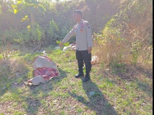 Geger Temuan Sapi Termutilasi di Bekas Tambang Batu Tuban