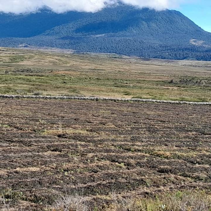 Salah satu lahan tanaman yang rusak karena cuaca ekstrem di Kabupaten Puncak, Papua Tengah.