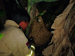 Khawatir Telan Nyawa Lagi, Sarang Tawon di Kroya Dievakuasi