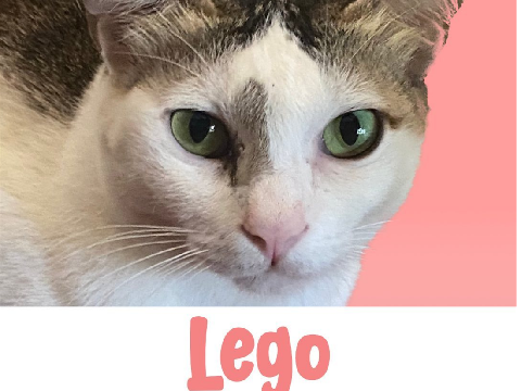 Fery Farhati Rilis Buku Tentang Kucing Difabel Fery Farhati Rilis Buku Tentang Kucing Difabel