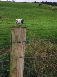 Foto mengecoh mata