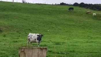 Sapi mini... Foto: Reddit