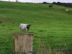 Hati-hati Terkecoh! Lihat Foto Ini Jangan Sekilas