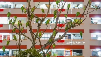 Hayo ini daun atau daun? Foto: Reddit