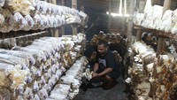 Petani setempat mengatakan dampak fenomena El Nino dan Indian Ocean Dipole (IOD) positif berupa cuaca kering serta angin panas yang mulai melanda kawasan tersebut sejak tiga pekan terakhir membuat kuncup jamur tiram mengering sehingga jamur tiram yang dijual Rp 17 ribu per kilogram tersebut kini produksinya turun dari 30 kilogram menjadi 19 kilogram per hari. 