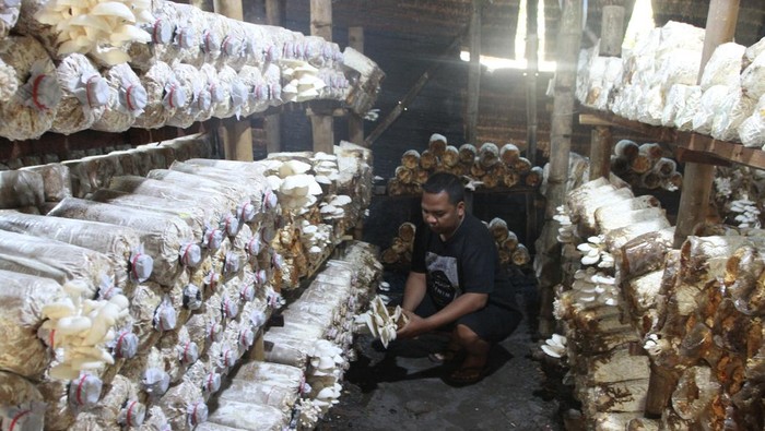 Petani memanen jamur tiram di Kumbung Jamur Patmo, Grudo, Ngawi, Jawa Timur, Sabtu (22/7/2023). Petani setempat mengatakan dampak fenomena El Nino dan Indian Ocean Dipole (IOD) positif berupa cuaca kering serta angin panas yang mulai melanda kawasan tersebut sejak tiga pekan terakhir membuat kuncup jamur tiram mengering sehingga jamur tiram yang dijual Rp17 ribu per kilogram tersebut kini produksinya turun dari 30 kilogram menjadi 19 kilogram per hari. ANTARA FOTO/Ari Bowo Sucipto/hp.