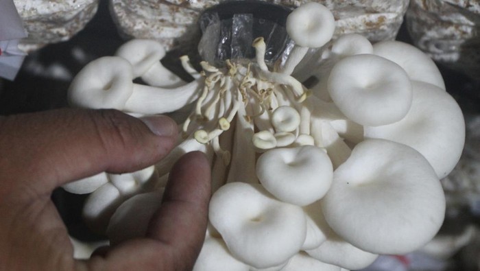 Gegara El Nino, Produksi Jamur Tiram di Ngawi Turun Petani memanen jamur tiram di Kumbung Jamur Patmo, Grudo, Ngawi, Jawa Timur, Sabtu (22/7/2023). Petani setempat mengatakan dampak fenomena El Nino dan Indian Ocean Dipole (IOD) positif berupa cuaca kering serta angin panas yang mulai melanda kawasan tersebut sejak tiga pekan terakhir membuat kuncup jamur tiram mengering sehingga jamur tiram yang dijual Rp17 ribu per kilogram tersebut kini produksinya turun dari 30 kilogram menjadi 19 kilogram per hari. ANTARA FOTO/Ari Bowo Sucipto/hp.