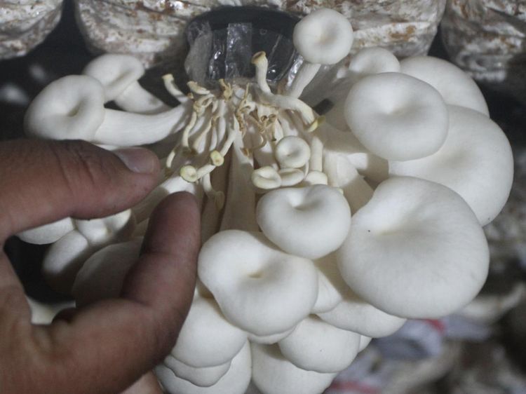 Gegara El Nino, Produksi Jamur Tiram di Ngawi Turun