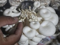 5 Peran Jamur dalam Kehidupan Manusia, Ciri-ciri, dan Jenisnya