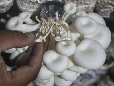 Gegara El Nino, Produksi Jamur Tiram di Ngawi Turun