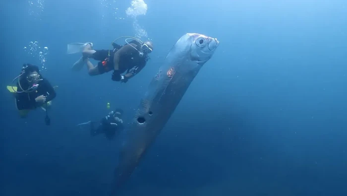 Ikan Oarfish