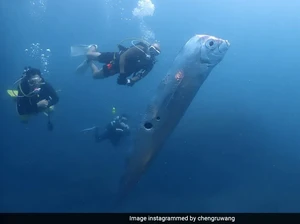 Viral Video Kemunculan Ikan Kiamat Raksasa Tubuh Berlubang