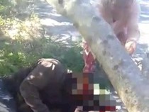 Warga Kupang Tewas Tertimpa Pohon yang Ditebangnya