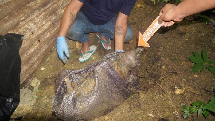 Polisi menggali kuburan anjing yang diseret tiga pemuda di Kendari, Sulawesi Tenggara (Sultra) untuk diautopsi.