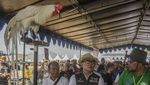 Melihat Kontes Ternak Jawa Barat 2023