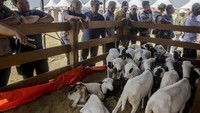 Pemerintah Provinsi Jawa Barat menggelar kontes sedikitnya diikuti seribu peternak dari berbagai daerah di Jabar, yang merupakan bentuk apresiasi, bantuan dan kepedulian terhadap para peternak karena mampu menjaga ketahanan pangan.  