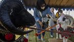 Melihat Kontes Ternak Jawa Barat 2023