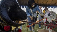 Pengunjung memperhatikan domba garut yang dipamerkan pada Kontes Ternak Jawa Barat 2023 di Bumi Perkemahan Kiara Payung, Sumedang, Jawa Barat, Sabtu (22/7/2023).  