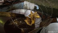 Kalau menyantap nasi uduk di sini lauknya berupa pecel ayam atau lele. Ada juga lauk yang dibakar. Foto: detikFood/Yenny Mustika Sari