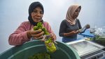Melihat Produksi Kerupuk Daun Kelor di NTB