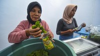 Pekerja memasukkan kerupuk berbahan baku daun kelor kedalam kemasan di rumah produksi Usaha Mikro Kecil dan Menengah (UMKM) kelompok usaha Mekar Sari bangkit di Desa Batu Putih, Kecamatan Sekotong, Lombok Barat, NTB, Sabtu (22/7/2023). 