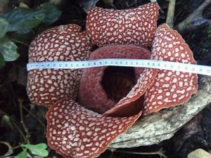 Raflesia, Bunga Langka Nyaris Punah Mekar di TN Meru Betiri Banyuwangi