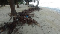 Akar-akar pohon juga mencuat keluar. Akar tersebut awalnya masih tertanam, namun pasir di atasnya ditarik oleh banjir rob. (Foto: Nikita Rosa/detikedu)