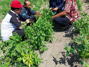 Antisipasi El Nino, Kementan Validasi Data EWS Sipantara di 3 Provinsi