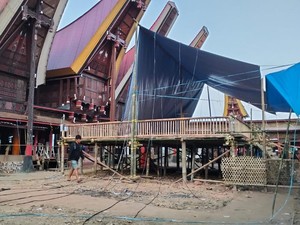 Polres Toraja Utara Bongkar Arena Judi Sabung Ayam di Tampan Bonga Sesean