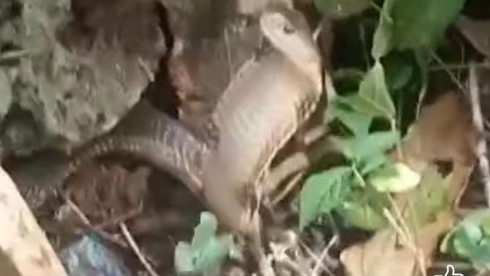 Ular kobra berukuran 2 meter ditemukan warga di Muna, Sultra.