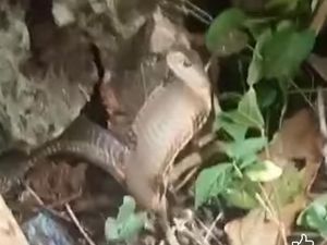 Pawang Ular di Sumedang Tewas Dipatuk King Cobra Saat Atraksi Acara HUT RI